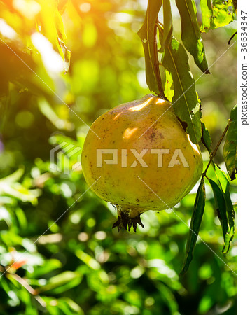 Pomegranate on branch. Pomegranate on branch. 36634347