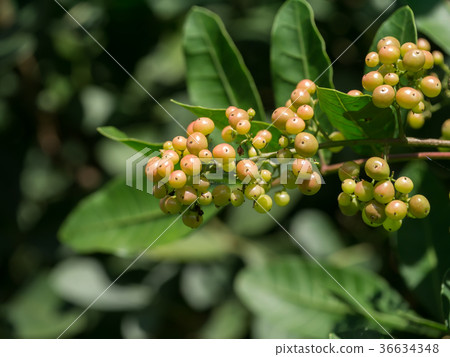 Close up of Brazilian Pepper-tree fruit. Close up of Brazilian Pepper-tree fruit. 36634348