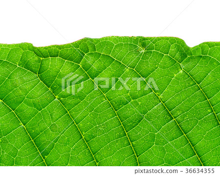 Mitragyna speciosa leaves. Mitragyna speciosa leaves. 36634355