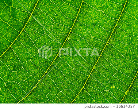 Mitragyna speciosa leaves. Mitragyna speciosa leaves. 36634357