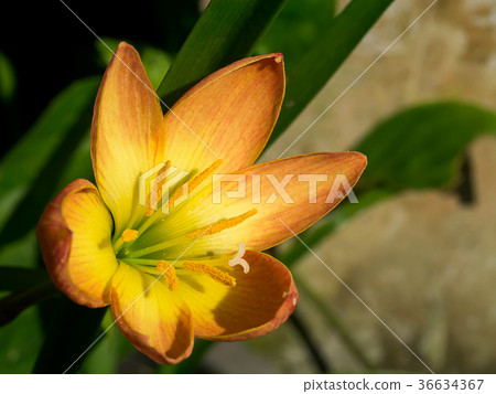 Beautiful rain lily flower 36634367