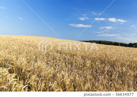mature cereal field 36634977