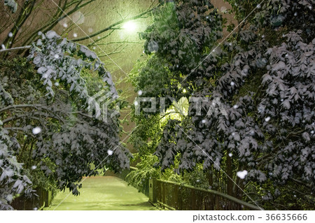 Snow scene 36635666