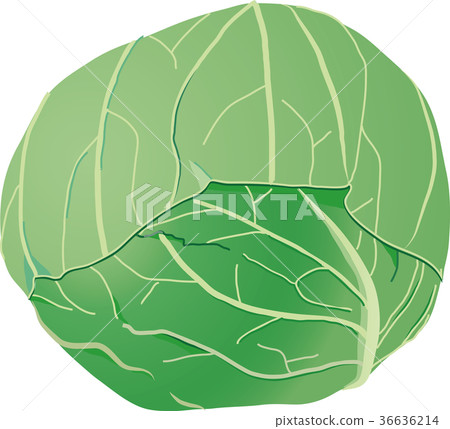 捲心菜 36636214