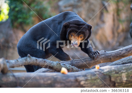 Malama asking for food 36636318