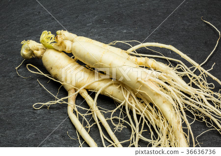 Ginseng Ginseng 36636736
