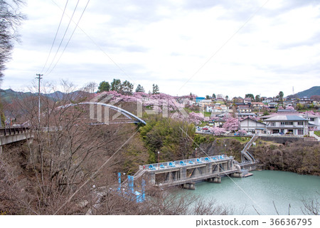 Kohiganzakura of Takataka castle ruined park 36636795