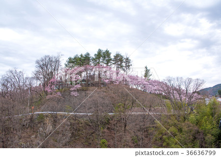 Kohiganzakura of Takataka castle ruined park 36636799