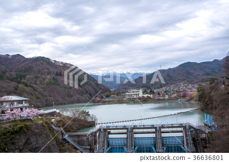 Kohiganzakura of Takataka castle ruined park Kohiganzakura of Takataka castle ruined park 36636801