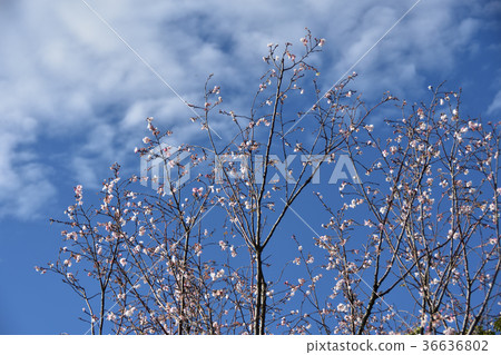 October cherry tree October cherry tree 36636802