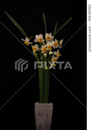 Narcissus Narcissus 36636902