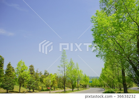Young leaf street tree 5 (Meta sequoia) Young leaf street tree 5 (Meta sequoia) 36638232