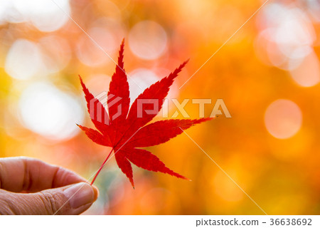 秋天的形象 36638692