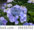 繡球 36638702