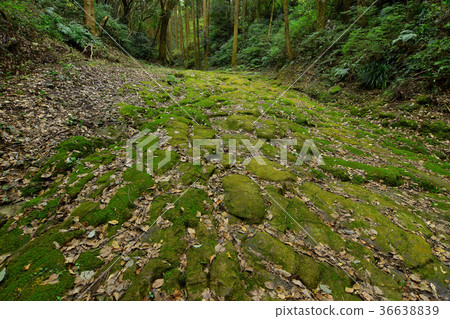 龍莫薩卡 36638839