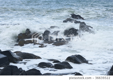 Wave of Golden Rose Wave of Golden Rose 36639322