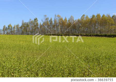 Autumn field Autumn field 36639755