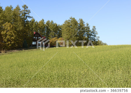 Autumn field 36639756