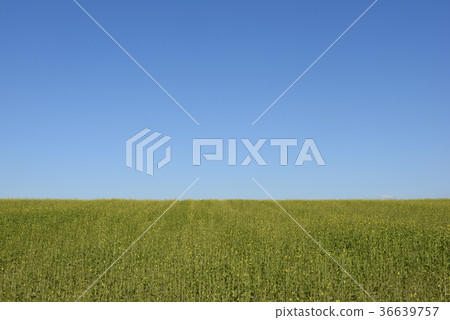 Autumn field 36639757