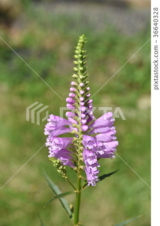 Hanatraneo (flower tiger's tail) Hanatraneo (flower tiger's tail) 36640328