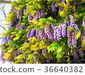  Wisteria flowers 36640382