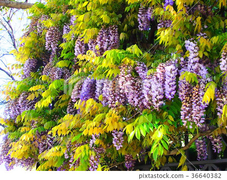 Wisteria flowers Wisteria flowers 36640382