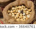 Sack of Dried Siam Cardamom on wooden background 36640761