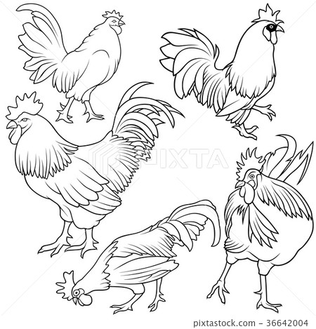 Rooster Collection Rooster Collection 36642004