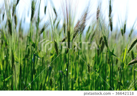 hullessbarley in growth in the field   36642118