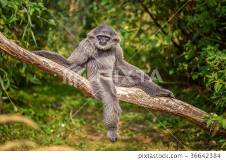 Silvery gibbon Silvery gibbon 36642384