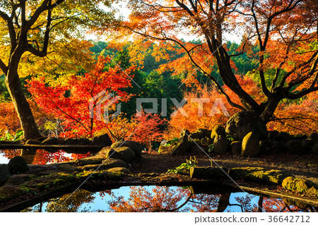 秋葉在三十歲的傍晚的太陽下 秋葉在三十歲的傍晚的太陽下 36642712