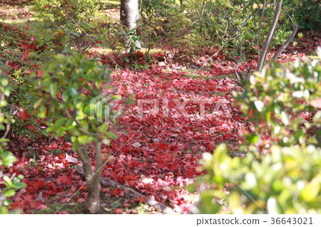 Mayen秋葉 Mayen秋葉 36643021