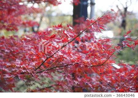 Osaka Mayzan Autumn leaves 36643046