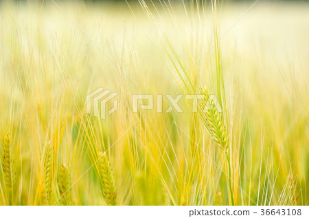 Wheat field Wheat field 36643108