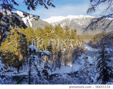 Snowy winter mountains with softwood forest Snowy winter mountains with softwood forest 36643158