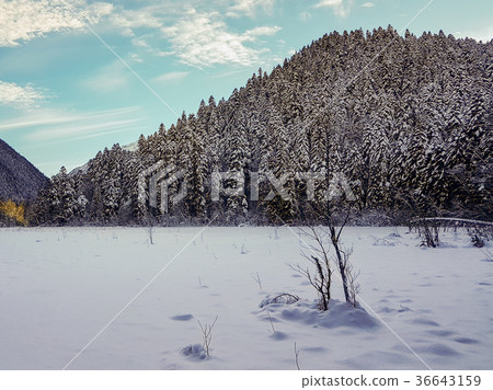 Snowy winter mountains with softwood forest Snowy winter mountains with softwood forest 36643159