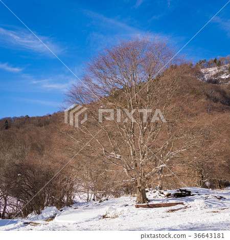 Snowy winter mountains with softwood forest Snowy winter mountains with softwood forest 36643181