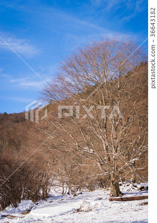 Snowy winter mountains with softwood forest Snowy winter mountains with softwood forest 36643182