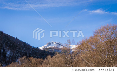 Snowy winter mountains with softwood forest Snowy winter mountains with softwood forest 36643184