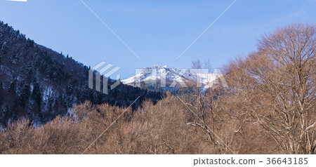 Snowy winter mountains with softwood forest Snowy winter mountains with softwood forest 36643185