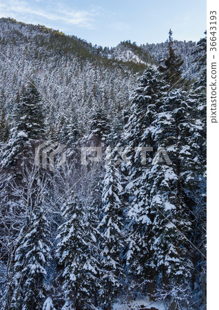 Snowy winter mountains with softwood forest 36643193