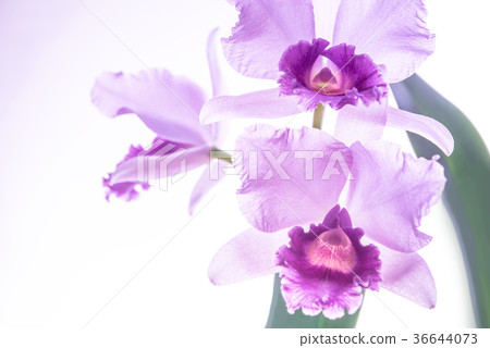 淺紫色卡特蘭3輪 36644073