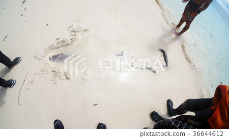 帕勞：零沙的戰鬥埋在沙灘上 36644612