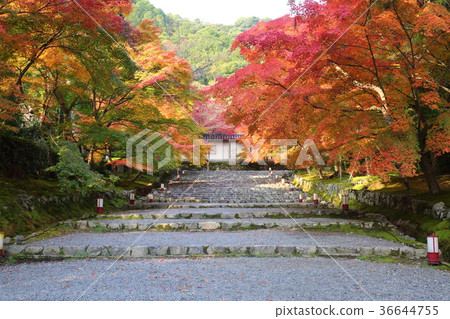 Kyoto Fall Nizon-in Baba for autumn leaves 36644755