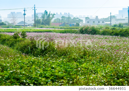 Kazuma Kiri countryside Countryside Fog Naka Haze Suburb Mist Suburbs Taino Hanami 36644931