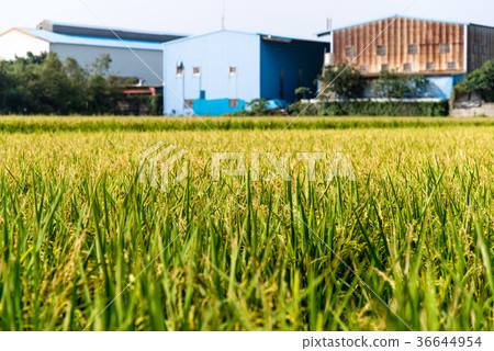 農場農場稻田稻田稻穗稻穗稻穗Ine 農場農場稻田稻田稻穗稻穗稻穗Ine 36644954