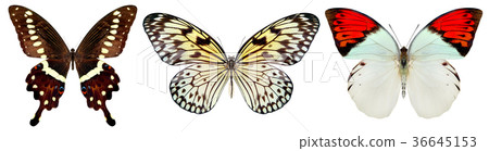 beautiful butterfly isolated on a white 36645153