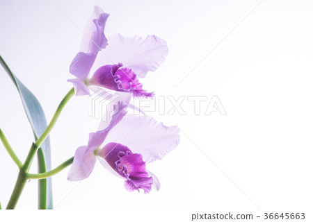 Light purple cattleya sideways 2 wheels Light purple cattleya sideways 2 wheels 36645663