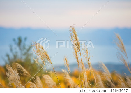 view from Bandai-san gold line 36645697