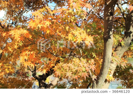 Fall color 36646120